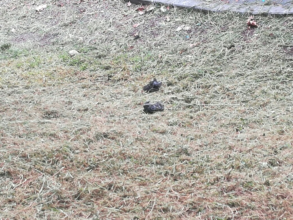 El PP busca impulsar un plan de actuación para acabar con los excrementos caninos en las calles de San Sebastián de los&nbsp;Reyes