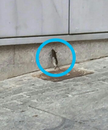Las ratas llegan al centro de San Sebastián de los Reyes como consecuencia de la suciedad de las calles por la dejación en materia de limpieza de Narciso Romero