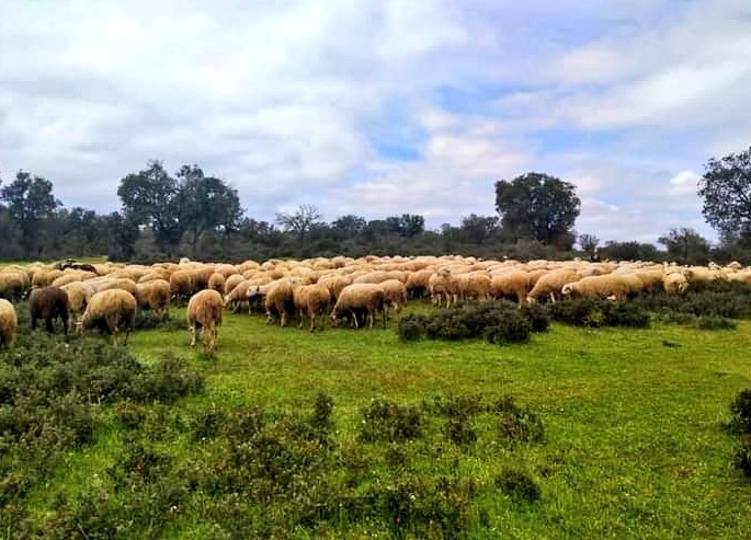 Todos nuestro apoyo al SEPRONA ante el intento del PSOE de desmantelar sus&nbsp;patrullas